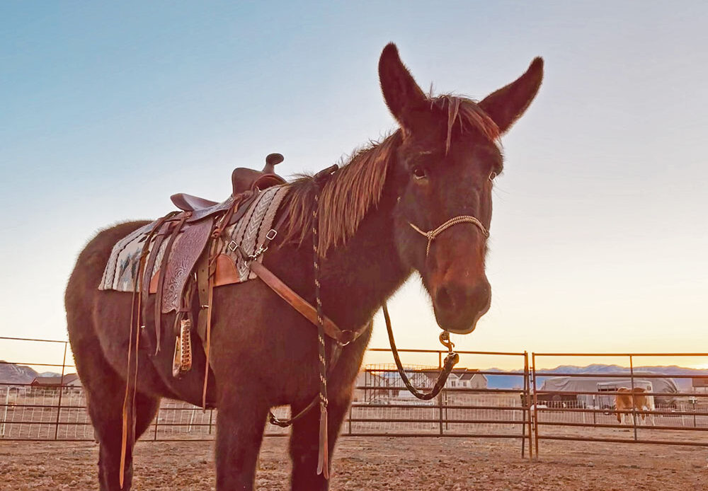 brooklyn-mule-1
