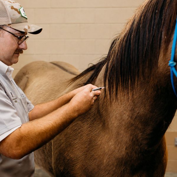 Equine-Vaccinations-Rocky-Mtn-Vet