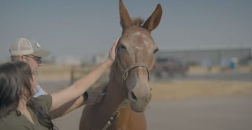 Equine-vaccination-Rocky-Mountain-Equine-lte