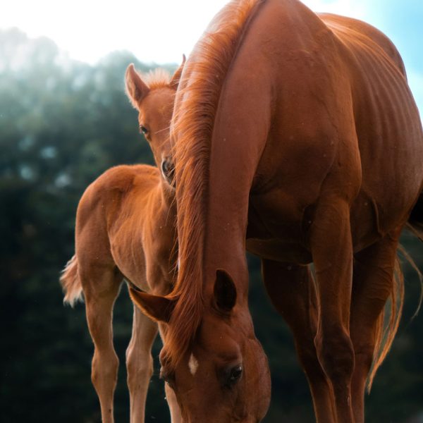 Foal-care-breeding-vet